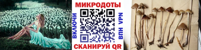 как найти   Белая Холуница  Галлюциногенные грибы GOLDEN TEACHER 